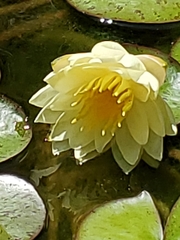 Nymphaea mexicana