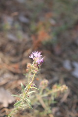 Thymus pallasianus