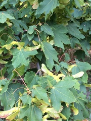 Acer platanoides