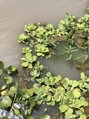Pistia stratiotes