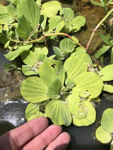 Pistia stratiotes