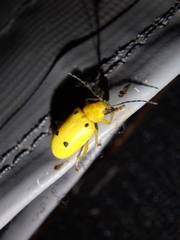 Metaxyonycha tetrasticta