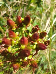 Hypericum maculatum maculatum