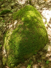 Paraleucobryum longifolium