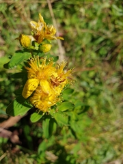 Hypericum maculatum maculatum