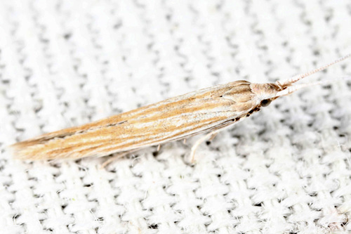 Coleophora mcdunnoughiella