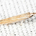 Coleophora mcdunnoughiella - Photo (c) Tom Murray, algunos derechos reservados (CC BY-NC), uploaded by Tom Murray