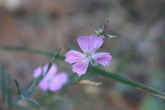 Dianthus campestris