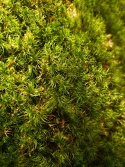 Paraleucobryum longifolium