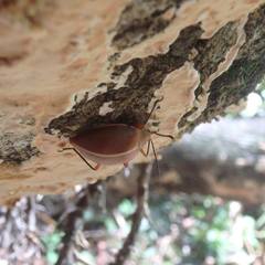 Ellipticus dorbignyi