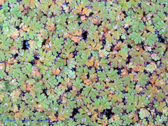 Azolla pinnata