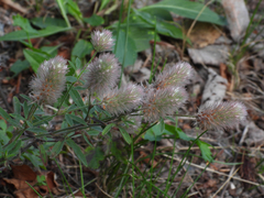 Trifolium arvense