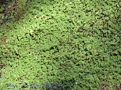 Azolla pinnata