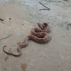 Bothrops moojeni
