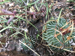 Echinofossulocactus pentacanthus