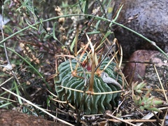 Echinofossulocactus pentacanthus