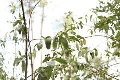Lippia hirsuta
