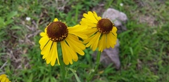 Helenium mexicanum