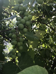 Vitis