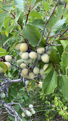 Prunus americana