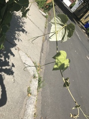Vitis