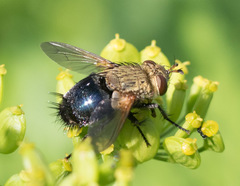 Epalpus signifer