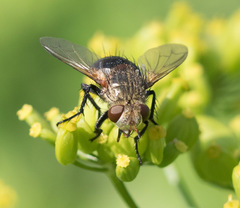 Epalpus signifer