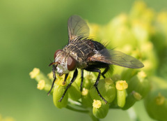 Epalpus signifer