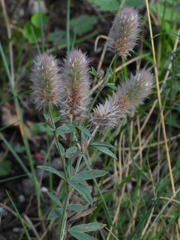 Trifolium arvense