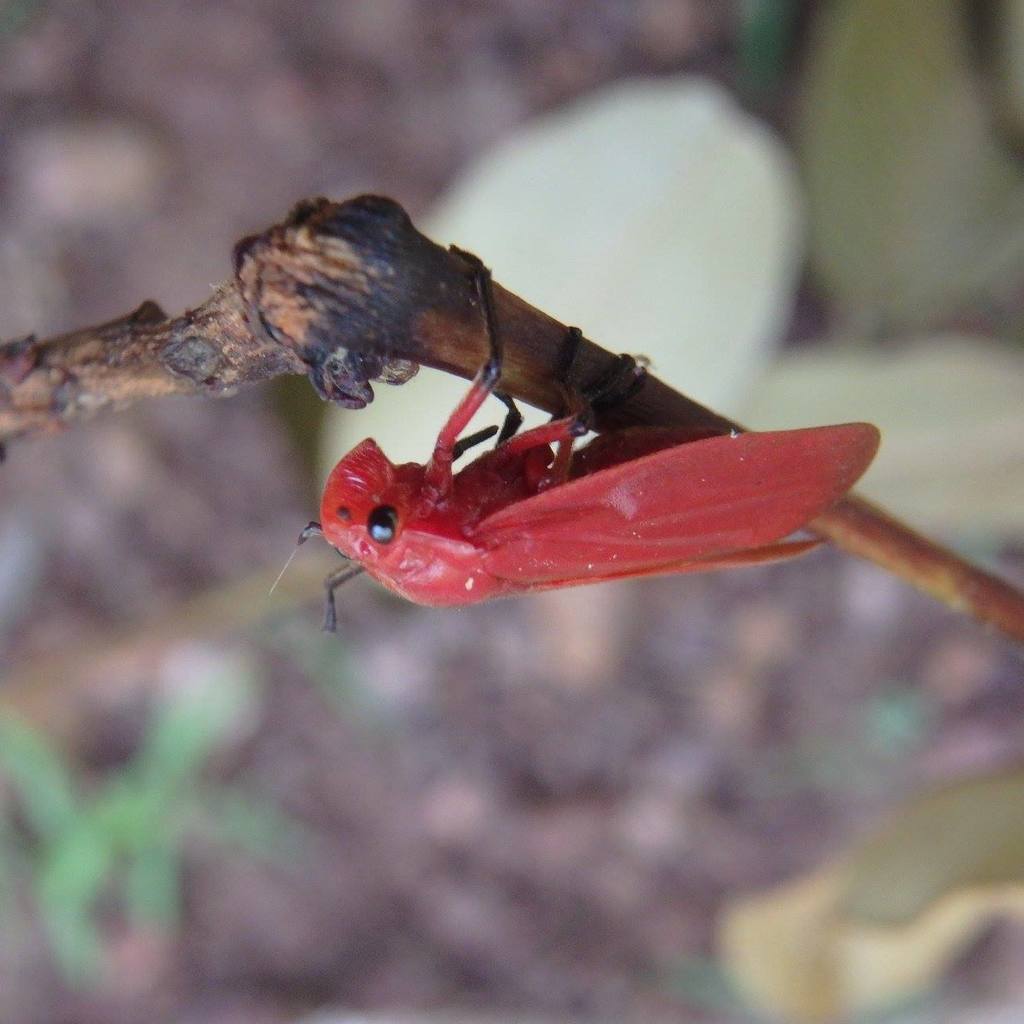 Homalogrypota