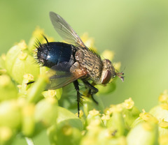 Epalpus signifer