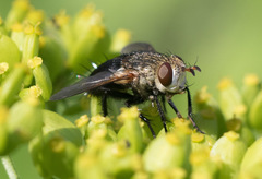 Epalpus signifer