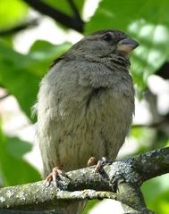 Passer domesticus