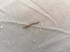 Phyllodocidae
