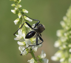 Prionyx