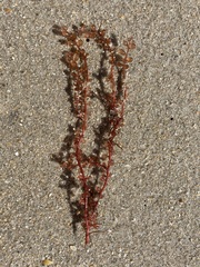 Botryocladia occidentalis