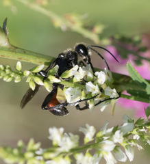 Prionyx