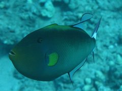 Melichthys vidua