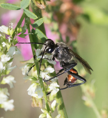 Prionyx