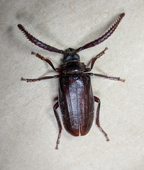 Prionus imbricornis
