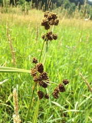 Scirpus georgianus