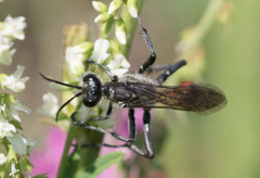 Prionyx