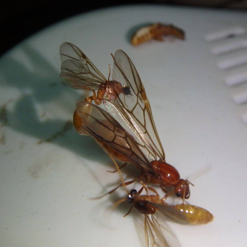 Carebara bicarinata