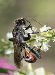 Prionyx