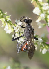 Prionyx