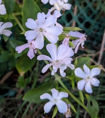 Saponaria officinalis