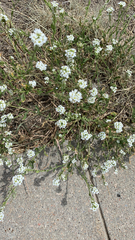 Berteroa incana