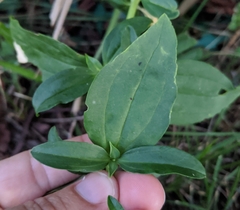 Saponaria officinalis