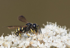Cerceris