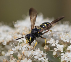 Cerceris